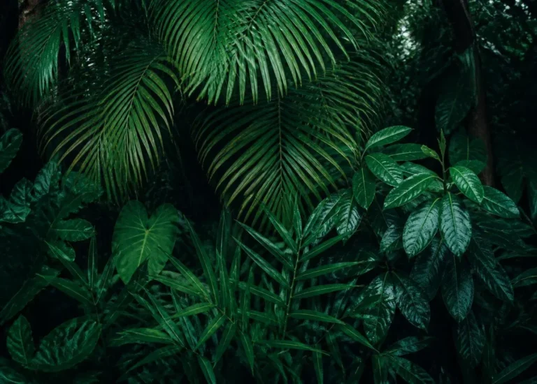 Lush, vibrant green palm fronds and dense forest foliage.