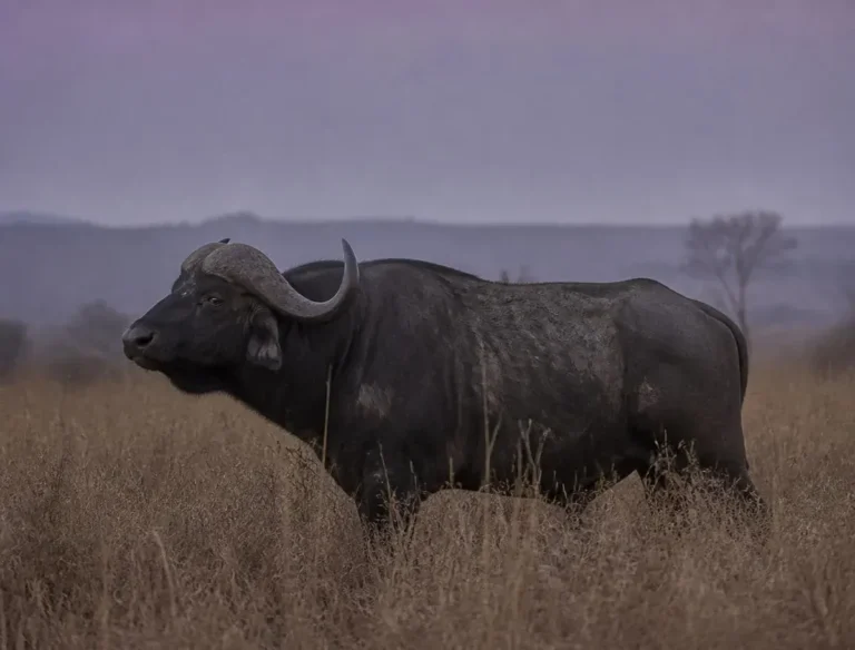 The Buffalo